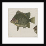 Spotted scat by F de Bakker