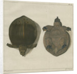 Asiatic softshell turtle by F de Bakker