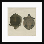 Asiatic softshell turtle by F de Bakker