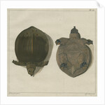 Asiatic softshell turtle by F de Bakker