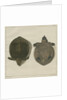 Asiatic softshell turtle by F de Bakker