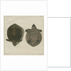 Asiatic softshell turtle by F de Bakker
