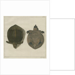 Asiatic softshell turtle by F de Bakker