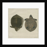 Asiatic softshell turtle by F de Bakker
