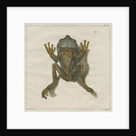 Giant leaf frog by F de Bakker