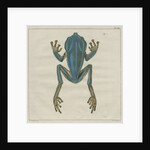 Giant leaf frog by F de Bakker