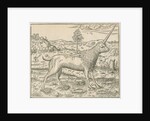 'Figure du Camphur' by Anonymous