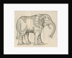 'Figure d'un Elephant' by Anonymous