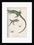 Two lizards of North America by Franke