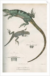 Two lizards of North America by Franke