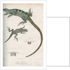 Two lizards of North America by Franke