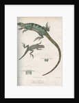 Two lizards of North America by Franke
