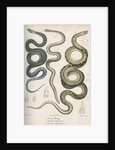 Three snakes of North America by Franke