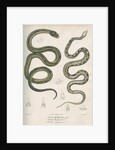 Two snakes of North America by Franke