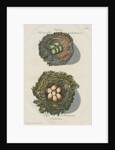 Nests of the Goldfinch and the Robin by Adam Ludwig Wirsing