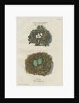 Nests of the Nuthatch and the Jackdaw by Adam Ludwig Wirsing