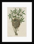 Nest of the Reed warbler by Adam Ludwig Wirsing