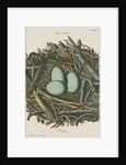 Nest of the Grey heron by Adam Ludwig Wirsing