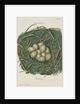 Nest of the Grey partridge by Adam Ludwig Wirsing
