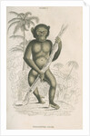 'Troglodytes niger' [Chimpanzee] by William Home Lizars