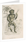 'Troglodytes niger' [Chimpanzee] by William Home Lizars