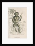 'Troglodytes niger' [Chimpanzee] by William Home Lizars
