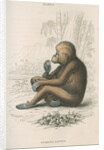 'Pithecus satyrus' [Orangutan] by William Home Lizars