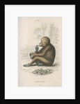 'Pithecus satyrus' [Orangutan] by William Home Lizars