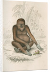 'Pithecus satyrus' [Orangutan] by William Home Lizars