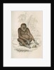 'Pithecus satyrus' [Orangutan] by William Home Lizars