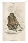 'Pithecus satyrus' [Orangutan] by William Home Lizars