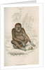 'Pithecus satyrus' [Orangutan] by William Home Lizars