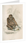 'Pithecus satyrus' [Orangutan] by William Home Lizars