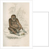 'Pithecus satyrus' [Orangutan] by William Home Lizars