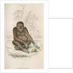 'Pithecus satyrus' [Orangutan] by William Home Lizars