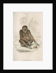 'Pithecus satyrus' [Orangutan] by William Home Lizars
