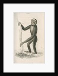 'Hylobates hoolock' [Hoolock gibbon] by William Home Lizars