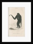 'Hylobates syndactyla' [Siamang gibbon] by William Home Lizars