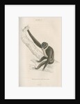 'Hylobates agilis' [Agile gibbon] by William Home Lizars