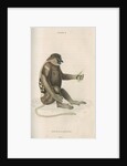 'Nasalis larvatus' [Proboscis monkey] by William Home Lizars