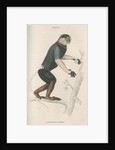 'Lasiopyga nemea' [Douc monkey] by William Home Lizars