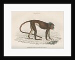 'Semnopithecus melalophas' [Mitred leaf monkey] by William Home Lizars