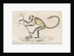 'Semnopithecus entellus' [Grey langur] by William Home Lizars