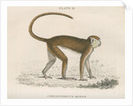 'Cercopithecus ruber' [Red monkey] by William Home Lizars