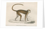 'Cercopithecus ruber' [Red monkey] by William Home Lizars