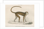 'Cercopithecus ruber' [Red monkey] by William Home Lizars