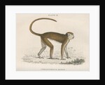 'Cercopithecus ruber' [Red monkey] by William Home Lizars