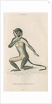 'Cercocebus fuliginosus' [White-eyelid mangabey] by William Home Lizars