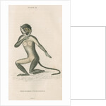 'Cercocebus fuliginosus' [White-eyelid mangabey] by William Home Lizars