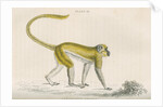 'Cercocebus sabaeus' [Green monkey] by William Home Lizars